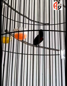 TNT SUPLEMEN BURUNG SOGON PAKAN BURUNG SOGON UNTUK HEWAN