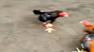 PANDAWA EXTRA JAMU AYAM PANDAWA EX TRA MENAMBAH POWER DAN PUKULAN AYAM MAKANAN AYAM