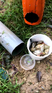 tukir belut paip pvc 3inch / perangkap belut / bubu belut / loach eel cage / eel trap catcher