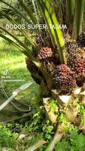 DODOS KELAPA SAWIT SPP 777 PUTIH ORIGINAL ASLI MALAYSIA SUPER TAJAM TOP A1