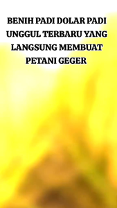 BENIH PADI DOLLAR KEMASAN 5 KG KUALITAS UNGGUL