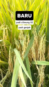 Benih Padi UNGGUL CILIWUNG 02 TERBARU PADI GENJAH Kemasan 5Kg