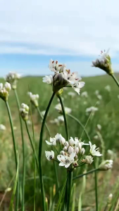 Hạt Giống Hẹ Thảo Nguyên ( Siêu Hoa )