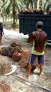 bibit sawit unggul ppks 239 isi 250 butir