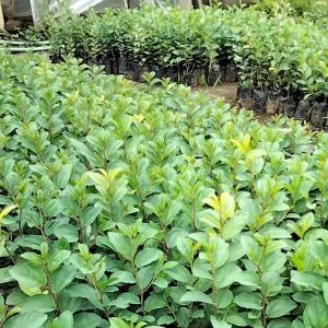 BIBIT BIDARA MURAH BELI 4 GRATIS 1