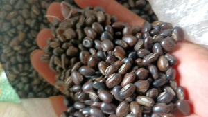 250 Gram Biji benih kacangan MB IMPOR / LCC Mucuna Bracteata Impor/ MB Impor super/Tanaman Penutup tanah