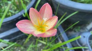 C.หัวดอกบัวดิน Yellow Robe หัวละ 15 บาท