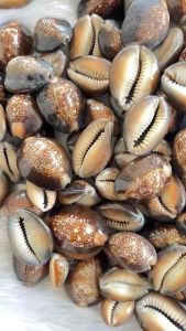 100ชิ้น ราคาส่งเบี้ยแก้เปลือกหอย หอยเบี้ยแก้ของแท้ กันภัยกันคุณไสย เบี้ยแก้