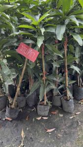 ต้นมะม่วงขายตึก ความสูง 80-90 ซ.ม