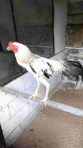 Strong Legs Obat Ayam Lumpuh Turun Urat Tedun Rambat Kaki Bengkak Cacar Kaki