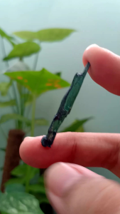 #JD051 Vivianite วิวีอะไนต์ ผลึกหินธรรมชาติ cluster ผลึกสีเขียวอมน้ำเงิน แร่หายาก น้ำหนัก 5.5 ct