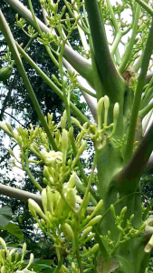 KEMBANG BUNGA PEPAYA FRESH DI PETIK DADAKAN