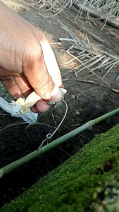 pancing getek gabus rakitan(beli 2 gratis 1)