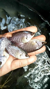 paketan 20 Nila merah 1 jarian berkwalitas +pakan