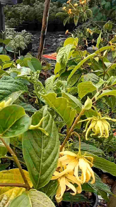 กระดังงาสงขลา กระถาง 11 นิ้ว ต้นสวย (กทม)