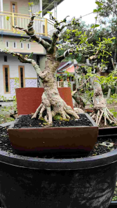 bonsai mirten