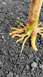 Bonsai Saingsimbur Vietnam & Program Akar