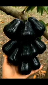 BIBIT TANAMAN JAMBU CITRA HITAM 🌱 Varietas Asli Dapatkan Harga Bibit Jambu Citra Hitam Terbaik Dengan Kualitas PremiumCukup Umur Akar Kuat Sehat Dan Siap Tanam. Bibit Pohon Buah Jambu Citra Hitam Sudah Berbuah .Yuk dicekout Sekarang. Pemesanan Bisa COD