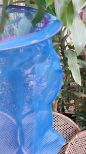 สวิงแหย่ไข่มดแดง หรือ ใช้สอยผลไม้ ใช้ใด้หลายอย่าง ขอบเป็นเหล็ก เย็บด้วยผ้าตาข่ายสีฟ้า