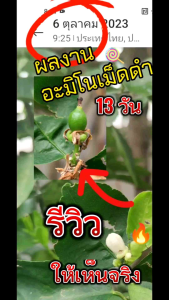 อะมิโนฮิวมิคชนิดเม็ด(นำเข้า)  2 กก.