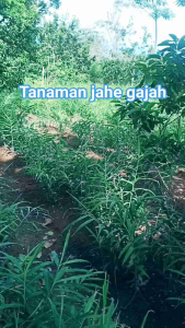 Jahe Gajah Segar 1Kg Sudah dicuci – Rempah Premium dari Wonogiri