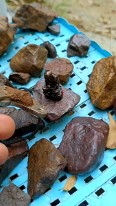 หลวงปู่ทวดแร่เหล็กน้ำพี้ สำหรับตั้งหน้ารถ หลวงปู่ทวดแร่เหล็กน้ำพี้ สำหรับตั้งหน้ารถ