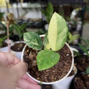 กวักมรกตด่าง (Zamioculcas zamiifolia variegated)