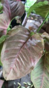 พิ้งสปอร์ต(ออมชมพูด่าง) กระถาง3นิ้ว