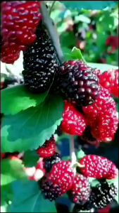 BIBIT TANAMAN MURBEY JUMBO 🌱Konsisi Sudah Berbunga/Berbuah Siap Tanam Dipot Atau DiDepan Rumah Buah Ya Besar & Manis . Silahkan Diorder Pemesanan Bisa COD Bayar Ditempat