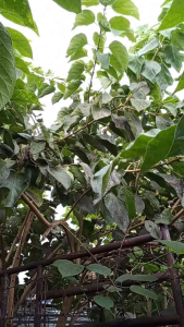 Fresh Alagaw Leaves Dahon ng Alagaw - Large green leaves with prominent veins - Ideal for gardening and plant care - Outdoor use in garden settings