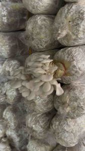 Jumbo White Oyster Mushroom Fruiting Bag: High-Quality & Cleaning Material