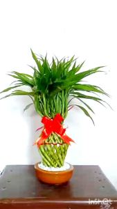 Bambu hoki/ bambu rejeki Guci hijau