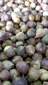 Bawang tunggal - bawang Lanang - bawang putih tunggal - ukuran sedang