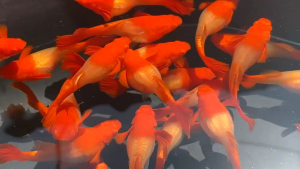 GUPPY ALBINO RED KOI RED EAR TOP QUALITY VERY BEAUTIFUL SMALL AQUARIUM FISH