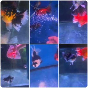 Broad Tail ORANDA Goldfish 17-20cm RM788 per fish