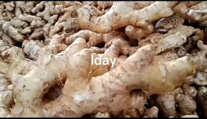 PROMO 1/5/10kg lempuyang segar fresh BELI 5kg+bonus TERMURAH