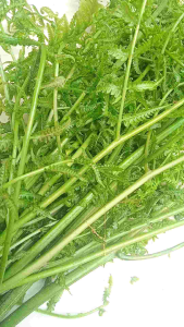 Pakis Sayur Khas Ciamis: Olahan Sayur Segar & Bugar