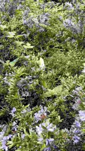 ม่วงเจริญ หลินซานไม้มงคล กระถาง 11 นิ้ว ต้นสวย (กทม)