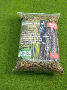 Jual benih padi ketan hitam asli unggul 1 kg