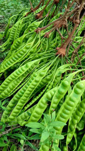 BIG PROMO SPESIAL !!!! PETE PETAI PETEY SUPER SEGAR 3 PAPAN