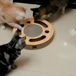 【SG]🚚 Round Plate Cat Toy Ball-Type Cat Scratch Board  Pet  Cat Teaser Turntable Ball self- Hi