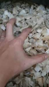 [nguyên chất 100%]20g chân đế dùng thử (tặng nhíp và nguyên liệu chưng)