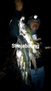 KUCUR SIRAJA BAUNG/ 600GRM 55.000 gratis alat pemasangan umpan