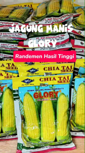 Benih Jagung Manis Glory Cap BISI Kapal Terbang
