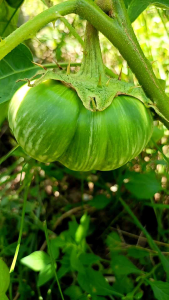 มะเขือพร้าว มะเขือโบราณ ลูกใหญ่เนื้อหนา หวานกรอบ 120 เมล็ด