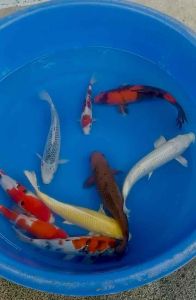 Japan koi import 22-35cm New Year 9pcs Combo RM5220 + shipping RM150 - Marusei Hoshikin & Izumiya Farms ( Kohaku Sanke Chagoi Asagi Goromo Showa Yamabuki Ogon Platinum Ogon Hi Utsuri )