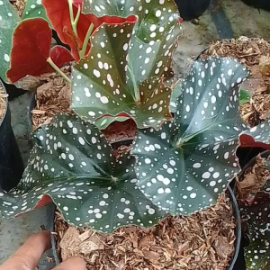 Tanaman hias daun begonia moka