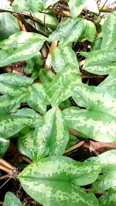 บอนเต่าลายพราง ขุด 2 ต้น