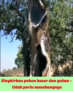 BELI 3 GRATIS 1 New Red Magic Pembasmi Gulma Herbicides - Pesticides Biologis Terlaris