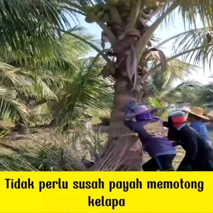 (PALING LAKU) BELI 1 GRATIS 1 KILL GRASS PANDA BUBUK pmbasmi gulma semua jenis tanaman bambu & pohon